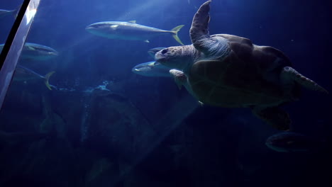 Schildkröte-Schwimmt-Im-Aquarium