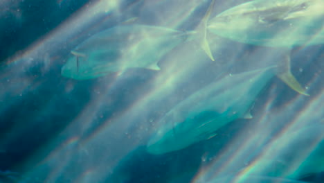 Fish-swimming-in-a-tank-at-the-aquarium