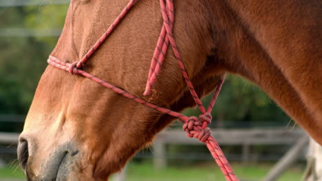 Cerrar-U[-Vista-De-Una-Cabeza-De-Caballo