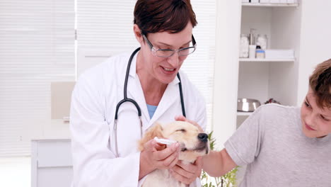 Una-Veterinaria-Sonriente-Examinando-Un-Lindo-Cachorro