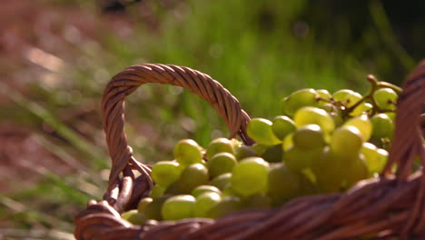 Uvas-En-Una-Cesta-En-Cámara-Lenta