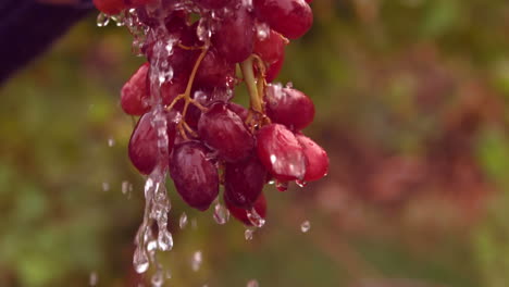 Bunch-of-red-grapes-watered-in-slow-motion