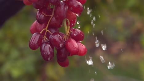 Racimo-De-Uvas-Rojas-Regadas-En-Cámara-Lenta