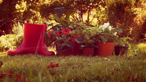 Flower-pots-and-boot-on-a-floor