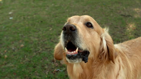 Dog-looking-at-camera-in-the-park