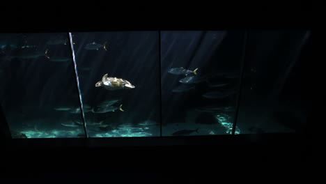 Schildkröte-Schwimmt-Im-Aquarium