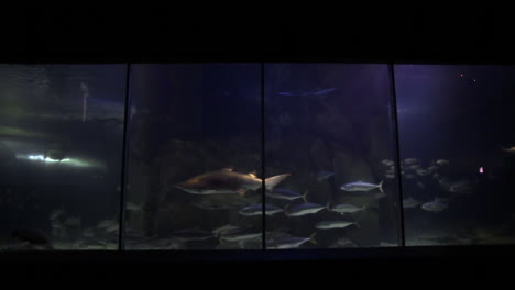 Fische-Schwimmen-In-Einem-Tank