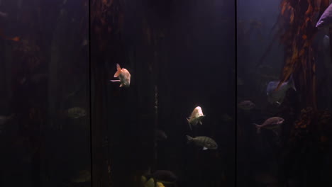 Fish-swimming-in-a-tank