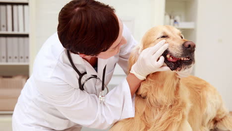 Veterinarian-examining-a-cute-labrador