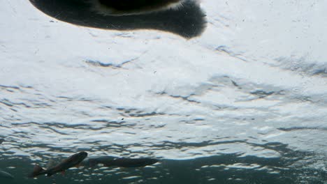 Eisbär-Schwimmt-Unter-Wasser-Von-Unten-Im-Zoogehege