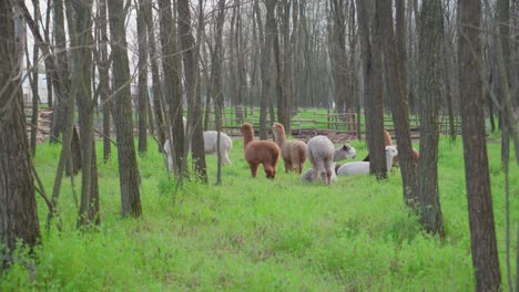 Alpacas-in-their-natural-habitat-in-the-middle-of-the-forest