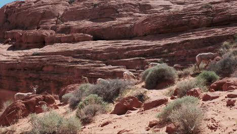 Bighorn-sheep-munch-on-vibrant-desert-shrubs,-framed-by-a-majestic-red-cliff-in-the-distance