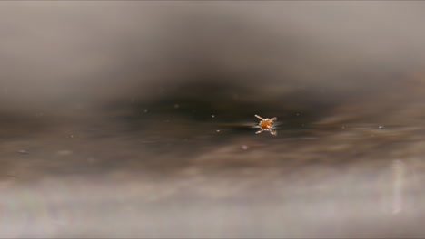Tiny-mite-floating-in-water