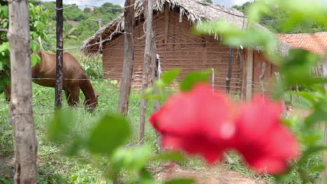 Un-Caballo-Marrón-Se-Alimenta-Cerca-De-Casas-De-Barro