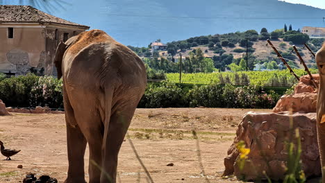 Close-up-shot-of-Asian-elephants-at-Attica-Zoological-Park-in-Greece-with-mountains-in-the-background-on-a-sunny-day