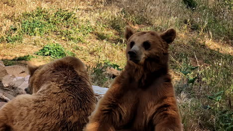 Schlanke-Braunbären-Verstecken-Sich-Vor-Der-Tödlichen-Sonne-Im-Attika-Zoo,-Zeitlupenansicht