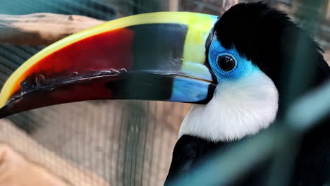 Portrait-of-a-toucan-with-a-huge-beak-behind-zoo-fence