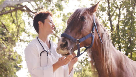 Tierarzt-Füttert-Ein-Pferd