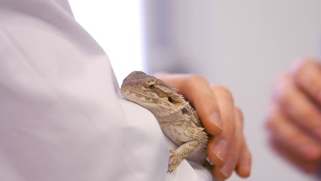 Nahaufnahme-Von-Zwei-Tierärzten,-Die-Eine-Eidechse-Streicheln