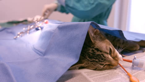 Un-Veterinario-Operando-Un-Gato