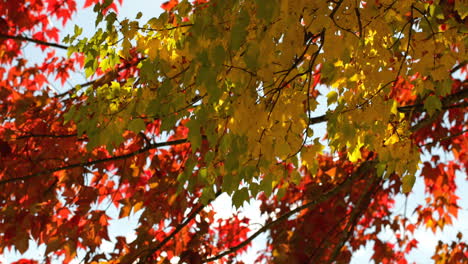 Close-up-of-autumn-leaves-4k