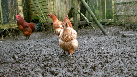 View-of-small-group-of-hens