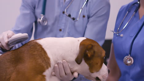 -Veterinario-Examinando-Al-Perro