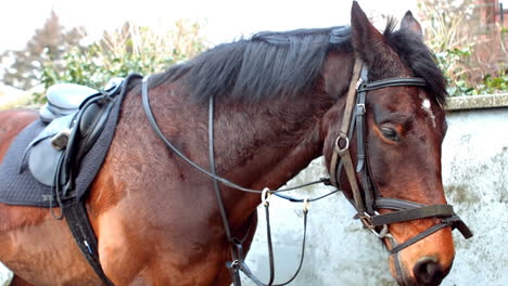 Vista-De-Un-Caballo-Equipado-Para-Montar.