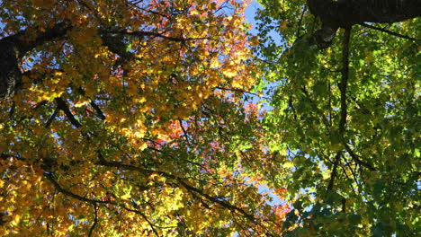 Niedrige-Winkelansicht-Der-Herbstblätter-4k