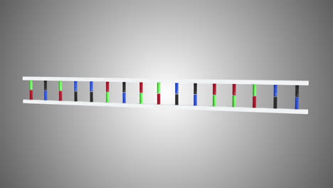 Animation-of-DNA-moving-