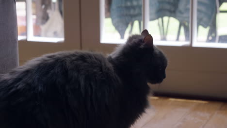 Gato-Negro-Mirando-Por-La-Ventana