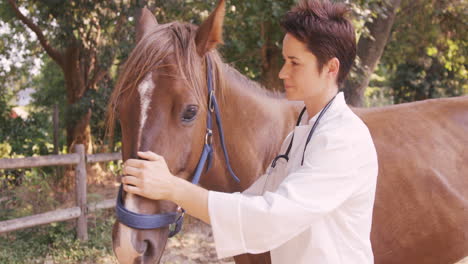 Vet-taking-care-of-a-horse