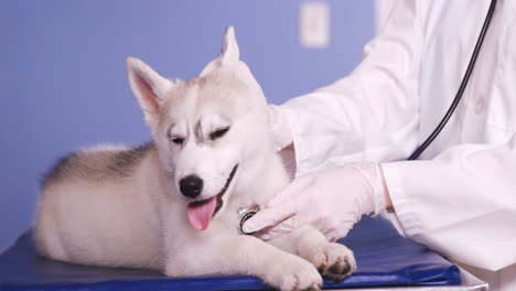 Veterinario-Examinando-A-Un-Perro