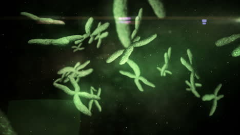 Animation-Bewegter-Chromosomen
