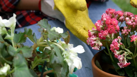 Close-up-of-flowers-pot-and-hands