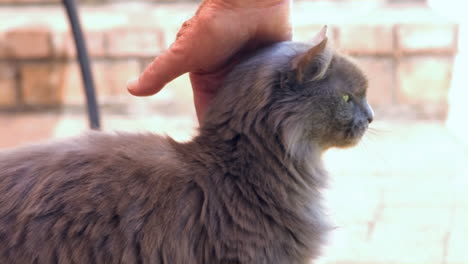 View-of-feminine-hands-petting-a-cat