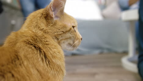 Un-Lindo-Gato-Pelirrojo-Descansando