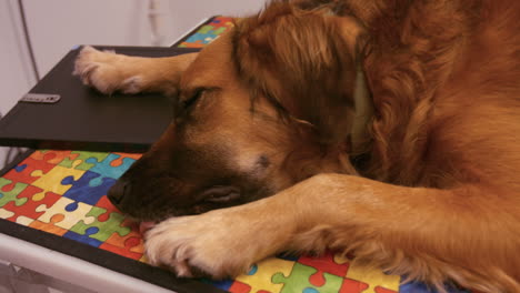 Dog-lying-on-an-operation-table