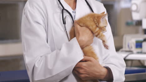 Veterinario-Sosteniendo-Un-Gato