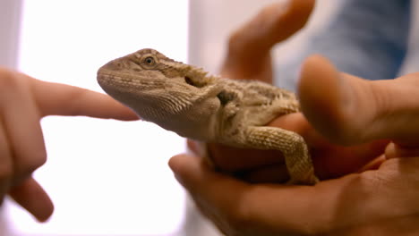 Close-up-of-a-lizard-with-a-finger