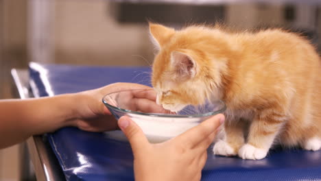 Kind-Füttert-Eine-Katze-Mit-Milch