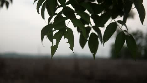 Leaves-in-foreground-against-blurred-landscape-on-a-cloudy-day,-soft-focus,-serene-mood