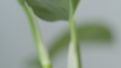 Closeup-of-pathos-plant-tilting-upwards-in-front-of-colorful-background-in-cozy-home