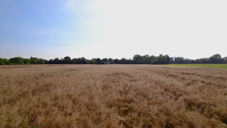 Aerial-dolly-shot-overhead-a-ripe-wheat-field-with-colourful-flowers