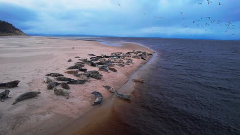 Aerial-Shot-of-Seals-Laying-On-Sandy-Beach-Next-to-Ocean-Water