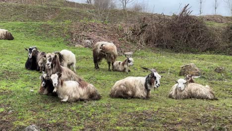 Sheeps-goats-herding-shepherd-highland-nature-concept-pastural-pasture-ranch-in-mountain-fog-green-meadow-livestock-grazing-in-iran-natural-tourist-attraction-in-gilan-lamb-steak-fresh-dairy-food-milk