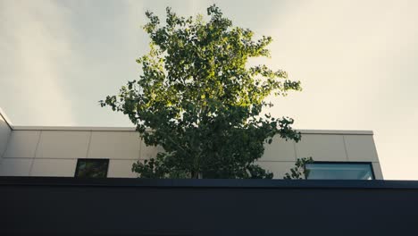 Toma-Panorámica-De-Un-árbol-Creciendo-Y-Lanzando-Un-Agujero-Construido-En-La-Arquitectura-De-Una-Casa-De-Lujo.