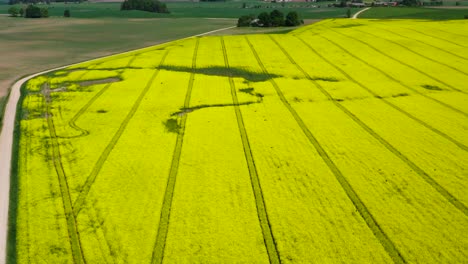 Vista-Aérea-Del-Campo-De-Colza-De-Color-Amarillo-Brillante-Y-Mosca-De-Bandada-De-Pájaros,-Letonia