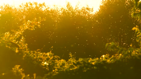Calm-evening-sunset-with-tiny-pollen-allergen-particles-in-air,-Latvia