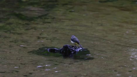 Lavandera-Gris,-Motacilla-Cinerea,-Encaramado-Sobre-Una-Pequeña-Roca-En-El-Río-Fowey.